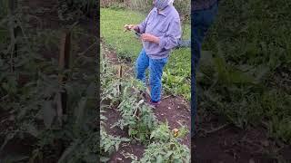 Как ухаживать за помидорой весело #деревня #огород #томаты