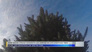 ‘Grinding of the Greens’: Here’s how Grand Strand residents can dispose of live Christmas trees