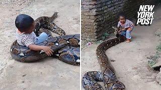 Toddler manhandles python outside his home