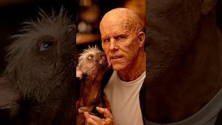 How The Ugliest Dog Become Dogpool in Deadpool 3 #deadpool #wolverine #shorts