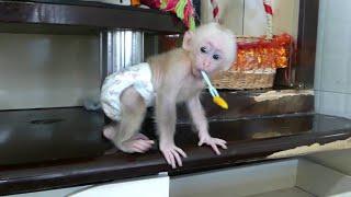 Baby Monkey Miker playing