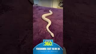 ONLINE 360