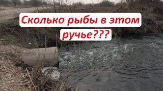 Сколько рыбы в этом ручье?  Рыбалка весной на поплавок.