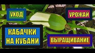 ВЫРАЩИВАНИЕ КАБАЧКОВ НА КУБАНИ