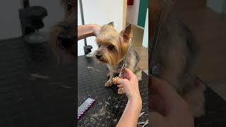 Yorkie haircut (with tipped ears)