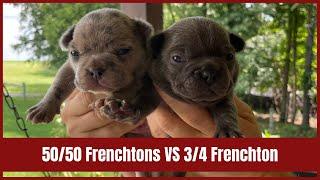 50/50 Frenchtons VS 3/4 Frenchton