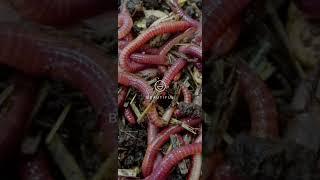 #Красный Калифорнийский червь#черви