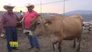 TIERRA FÉRTIL Tv - Ganado Jersey (11 Junio 2022)