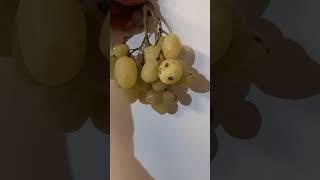 Болезнь винограда-АНТРАКНОЗ! Медьсодержащие препараты защитят урожай от поражения!