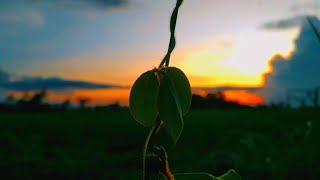 CINEMATIC NATURE SUNRISE | Aesthetic Video Alam | Sunset Video