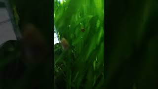 snail on grass | Nature hunt | Random | Wild | Ph | XD Flaps Tv | #shorts #youtubeshorts