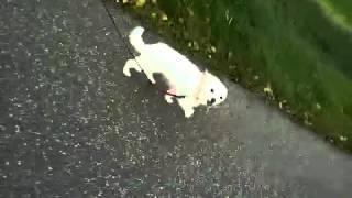 Walking with my dog