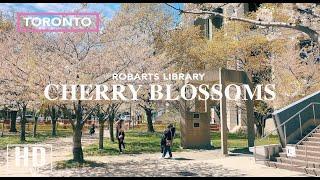 Toronto Cherry Blossoms2021 at Robarts Library UofT | City Walk | Canada Virtual Travel Walking Tour