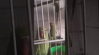 Talking parrot mithu betay  #talkingparrot #ringneckparrot #dehati
