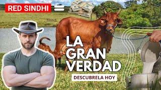 Red Sindhi: Excelencia en Producción Lechera y Carne - ¡Descubre sus Secretos!