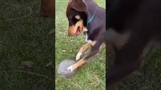 Поехали #рек #funny #смешныеживотные