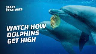 Dolphins Use Pufferfish To Get High?