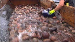 Plongée dans l’industrie du concombre de mer