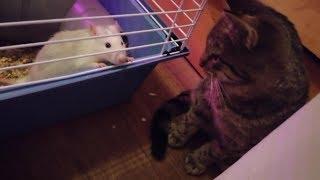 Cat VS Rats! Кот боится крыс/Крыса нападает на кота!!!