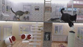 Icelandic cat reality show: Keeping up with the Kattarshians