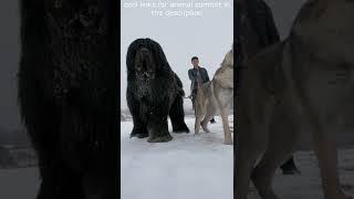 Top  Funny animals videos - Try Not To Laugh  - 91 #Shorts