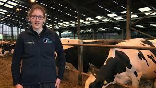 Care4Cattle: Cattle Lameness Academy