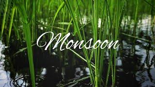 Just Another Day in Monsoon | Assam | The Explorer Guy |