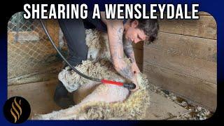 Shearing A Curly Long Wool Wensleydale