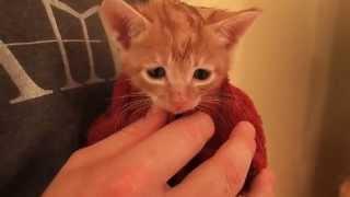 Drying Cute Orange Foster Kitten After First Bath - Adorable Meowing! - 3 Weeks Old