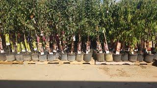 Buying fruit trees|watch this before purchasing|what to look for.