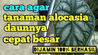 Cara Agar Daun Tanaman Alocasia Cepat Besar