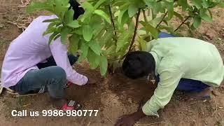 Guava Plant Care - How to get good yield