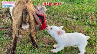 BiBi monkey plays funny with naughty puppy