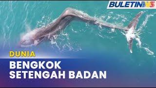 DUNIA | Penemuan Ikan Paus ‘Bengkok’