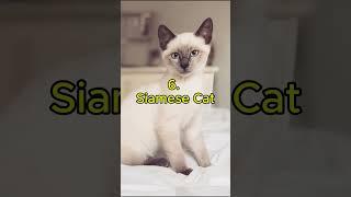 Top 10 cutest cat breeds in the world