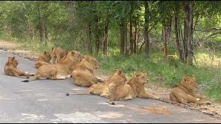 South Africa Krugerpark incl. The Big Five