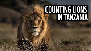 Counting big cats in Tanzania ⏐ WWF