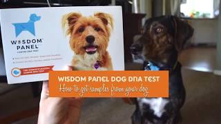 Wisdom Panel Dog DNA Test: How To Get Samples