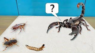 На кого нападет скорпион? Сверчка, таракана или зофобаса?