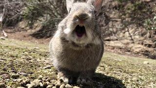 "Angry" bunny | Rabbit Screaming