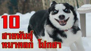 10 สายพันธุ์ สุนัขตลก น่ารัก และโคตรฮา!!