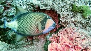 Koh  Bon diving. Thailand