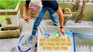 Easy Way ( PRACTICAL) :How to Easily Siphon your Fish Tank to remove Sedimented Dirty or Baby Fish.