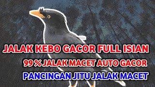 JALAK KEBO GACOR ISIAN Banyak, 99 % jalak Macet AUTO GACOR DOR