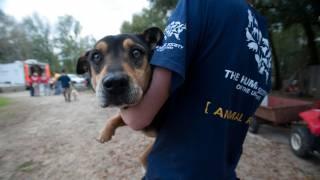 2011 Victories for Animals - The Humane Society of the United States