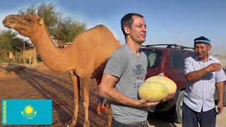 Amazing Kazakhstan Village!  Life on a Camel Farm