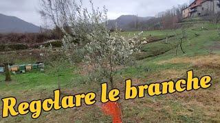 come impostare le branche di un olivo