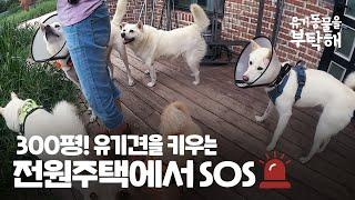 300평, 유기견을 키우는 전원주택에서의 다급한 SOS