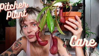 How I Care For My Carnivorous Plant | Pitcher Plant/Nepenthes