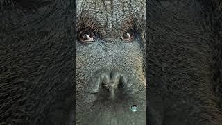 Eyes Of A Male Orangutan #amazinganimals